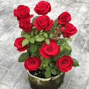 月月红玫瑰花盆栽植物四季卉，观花绿植物，月季蔷薇室内庭院阳台四季