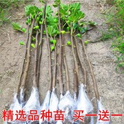 无花果树果苗盆栽树苗当年结果苗南方北方四季种植特大波姬红苗树