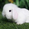 垂耳兔小型宠物兔子活物迷你兔荷兰活体霜白垂耳侏儒兔茶杯兔宿舍