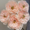 英国大卫奥斯汀慈善进口玫瑰鲜花束插花家庭办公室七夕情人节粉色
