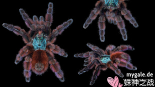 男女士另类宠物马提尼克油彩，粉红趾1-10cm蜘蛛温顺