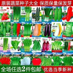 蔬菜种子四季播种阳台盆栽，庭院香菜菠菜葱，白菜萝卜蔬菜籽种孑大全