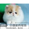 赛级波斯猫宠物猫异国长毛猫家养纯种波斯猫幼猫活体加菲猫公猫x