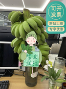 一整株小米蕉桌面绿植自然熟可食用水培香蕉办公室拒绝禁止蕉绿