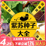 散装紫苏种子紫苏子食用苏子叶籽油绿苏种孑四季盆栽蔬菜阳台