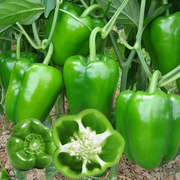 辣椒种籽高产四季种植特大厚皮甜椒种辣椒种子农家春季南方种