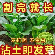 割完又长四季菜心种子盆栽四九甜菜心种子耐热青菜籽蔬菜种子