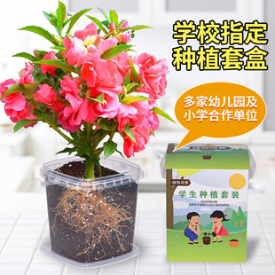 凤仙花种籽四季小学生科学，实验观察指甲花儿童，种植小盆栽植物种子