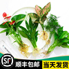 花卉盆栽水培植物室内花绿植，四季水生好养活绿萝富贵文竹芋(文竹芋)红白掌