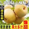 10斤应季安徽砀山梨新鲜梨子，现摘水果香雪梨脆甜汤山酥梨