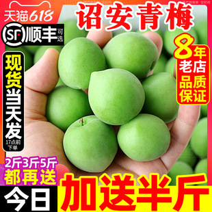 2025福建诏安青梅鲜果5斤水果青竹梅现摘新鲜云南泡酒专用果梅子