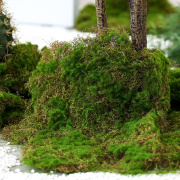 青苔草坪苔藓草皮真植物室内景观造景真花工艺品手工