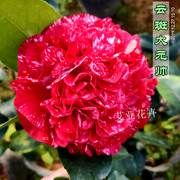 云斑大元帅名贵品种山茶花，盆栽树苗室内植物阳台花卉好养庭院