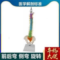 高档人体脊柱模型可弯曲侧弯软脊柱脊椎骨带神经U腰椎间盘彩