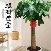 大型盆栽发财树植物室内客厅绿植招财树四季常青吸甲醛净化空气