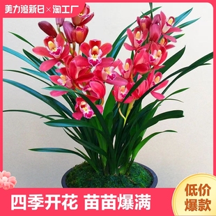 兰花苗盆栽花卉绿植物墨兰君子兰蝴蝶兰四季开花建兰阳台客厅园艺