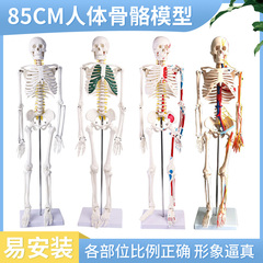 45 85cm全身骨架成人人体骨骼模型