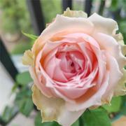 粉色大花浓香月季苗嫩粉香水，玫瑰花店红色玫瑰花，种苗四季花卉小苗