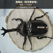 独角仙成虫幼虫双叉犀金龟，3龄仙幼公母虫，活体大兜虫锹甲宠物昆虫