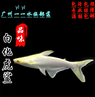 热带鱼观赏鱼大型鱼淡水鱼，水族宠物鱼白化蓝鲨活体鱼鲨鱼白化鲨鱼