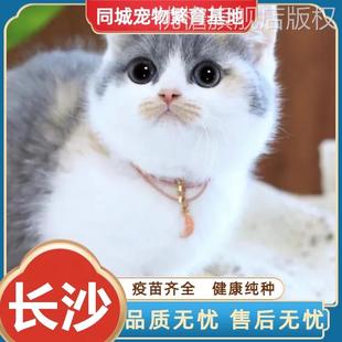 中华田园猫网红橘猫橘白猫狸，花猫家养三花猫，纯黑猫纯白猫捕鼠大猫