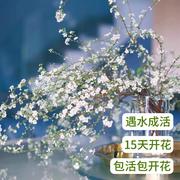 雪柳鲜枝水培水养植物室内干支雪柳重瓣花卉鲜花干枝绿植盆栽插花