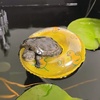 乌龟泳圈宠物养小乌龟用品充气游泳圈，晒台迷你水上充气玩具浮力圈