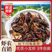 湖北潜江小龙虾3件特大虾鲜活水产原产地清水稻田虾
