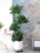 幸福树盆栽大型绿植单杆平安树绿宝室内吸甲醛办公室客厅植物