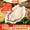 生蚝鲜活5斤水产牡蛎海蛎子商用大连特大带箱冷水新鲜刺身