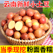 云南红皮黄心农家自种小土豆10斤高山马铃薯新鲜蔬菜洋芋