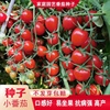小番茄种子四季高产樱桃，番茄种子圣女果种子，庭院阳台盆栽水果种籽