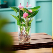 水培粉掌绿植花卉室内办公室桌面，小盆栽四季开花好养活净化空气花