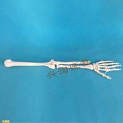 人体骨架模型上肢骨模型成人手臂骨肘关节手关节人体手臂骨骼模型