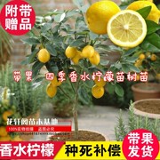 带果四季香水柠檬苗树苗绿植，盆栽室内阳台庭院，植物花卉水果树苗