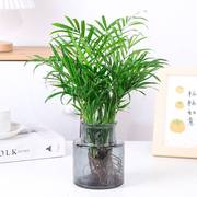 水培植物袖珍椰子盆栽室内好y养绿植凤尾竹散尾葵耐阴办公室桌面