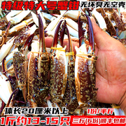 特级超大号新鲜蟹钳梭子蟹蟹脚螃蟹腿海鲜水产冷冻蟹脚蟹爪