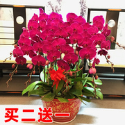 蝴蝶兰花苗盆栽带花大苗室内阳台客厅，花卉绿植四季植物花苞兰花