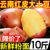 云南特产红皮大土豆，10斤新鲜洋芋，黄心马铃薯农家自种蔬菜
