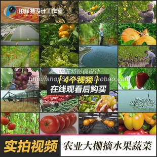 现代化农业科技大棚绿色食品摘水果蔬菜葡萄高清视频素材