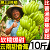 正宗云南高山甜香蕉10斤新鲜水果自然熟banana芭蕉大香蕉当季整箱