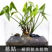 慈姑种根种苗茨菇挺水水草水族装饰淡水鱼缸沼泽过滤植物中后景