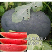 台湾黑美人西瓜种子大果墨绿皮红壤西瓜蔬果种子早中熟糖度高
