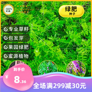 紫花苕种子果园绿肥种子长柔毛野豌豆毛苕子养蜂蜜源草种绿肥种籽