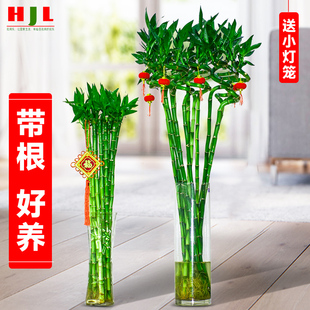 带根富贵竹水培植物节节高观音转运竹子盆栽客厅旺宅绿植招财水养