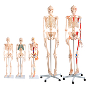 人体骨骼模型骨架带肌肉模型仿真可拆卸医学正骨教学人体骨架模型