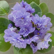 重瓣非洲堇紫罗兰盆栽带花四季不断办公室内喜阴花卉植物两件