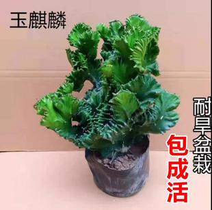 多肉植物玉麒麟盆栽植物花卉仙人掌麒麟掌室内彩麒麟盆栽客厅阳台