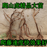 爬山虎大苗五叶爬墙虎苗绿化苗木，复绿苗木遮荫苗木植物