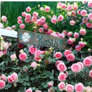 粉龙沙宝石爬藤蔷薇花苗庭院，拱门藤本月季，四季特大花玫瑰阳台植物
